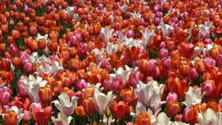 Nederland stevent af op 2 miljard tulpen