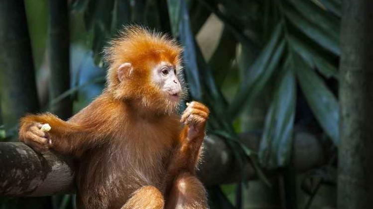 Primaten zijn met uitsterven bedreigd