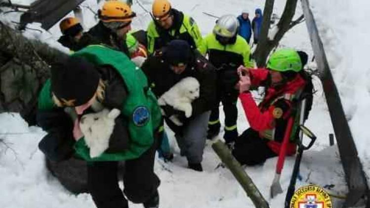 Drie pups van berghonden levend aangetroffen in bedolven hotel