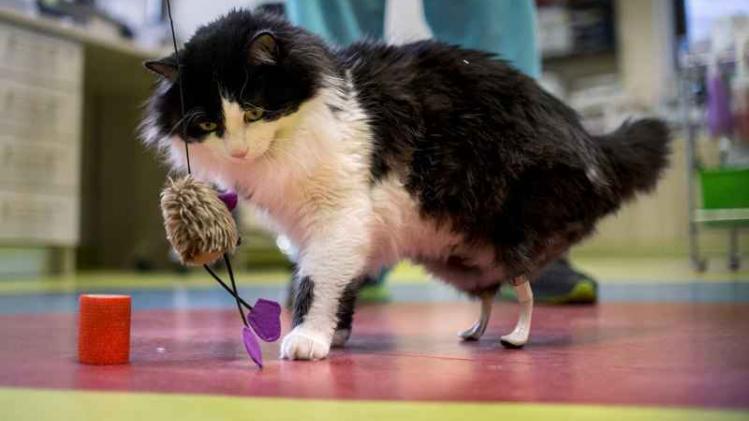 Kat kan weer lopen dankzij kunstmatige achterpoten