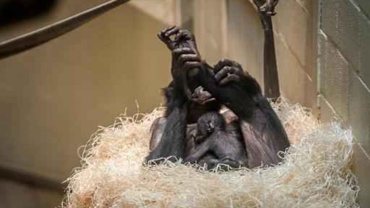 Planckendael zet babyboom voort met kleine bonobo