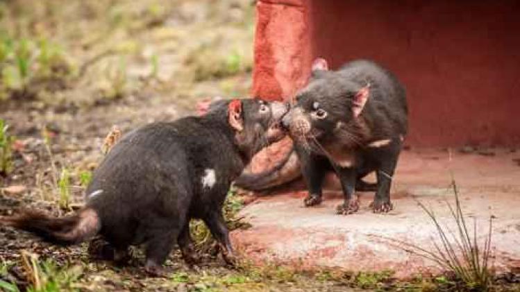 Tasmaanse duivels voor het eerst te zien in dierenpark Planckendael