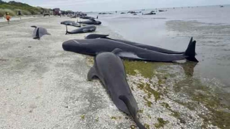 Meer dan 400 walvissen aangespoeld in Nieuw-Zeeland