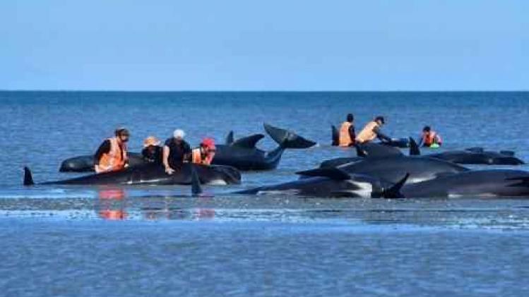 Opnieuw walvissen gestrand in Nieuw-Zeeland
