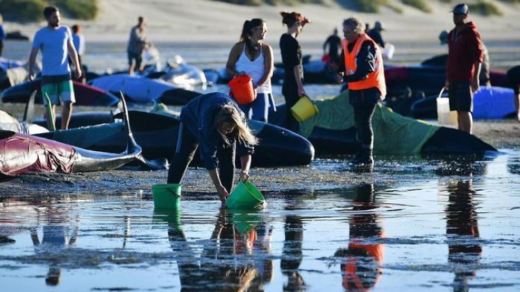 Vrijwilligers helpen grienden terug in de zee op het strand van Farewell Spit, in het noorden van Nieuw-Zeeland.