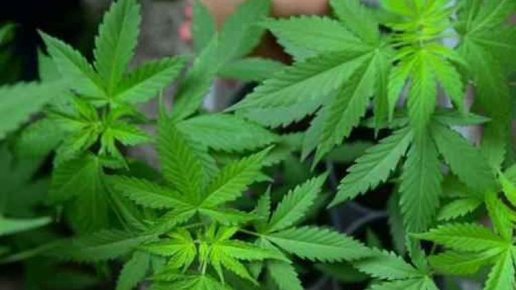 Politie Brussel Zuid vindt zes kilo cannabis bij dealer