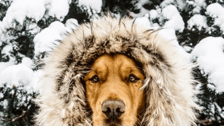 Ontmoet de meest fotogenieke hond van Instagram