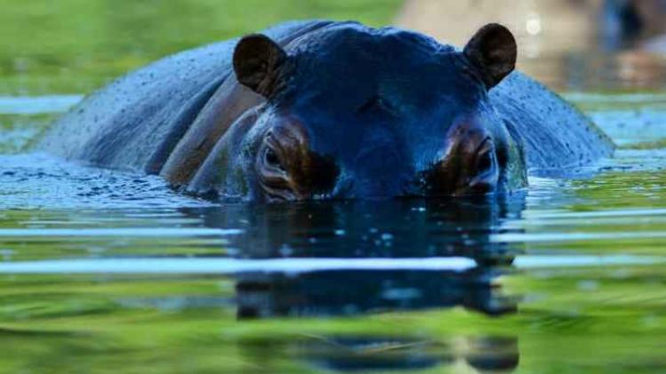 Nijlpaard in water