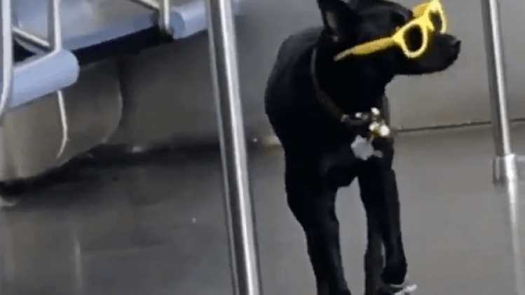Coole hond metro New York