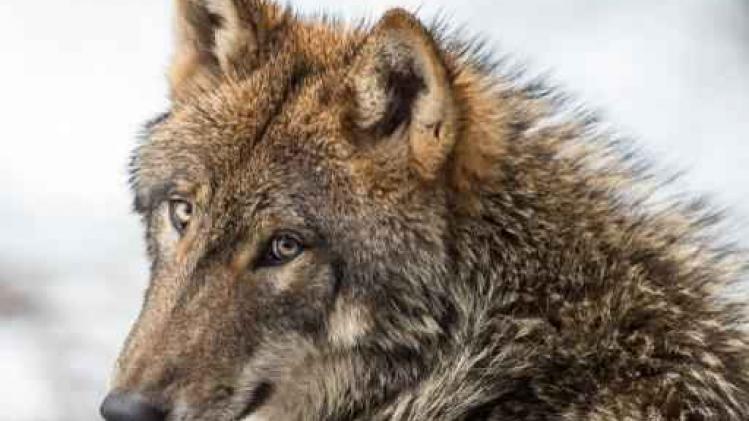 Jongste maanden vier keer wolf waargenomen in Wallonië