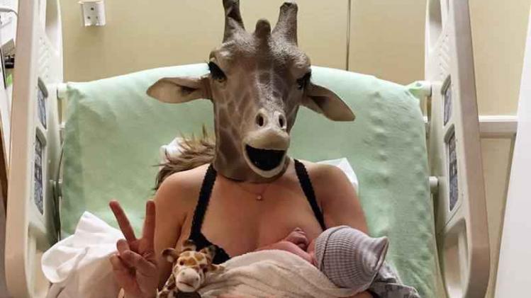 Giraffe-imitator bevalt voor daadwerkelijk hoogzwangere giraffe