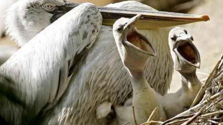Zoo van Wenen laat alle pelikanen inslapen wegens vogelgriep