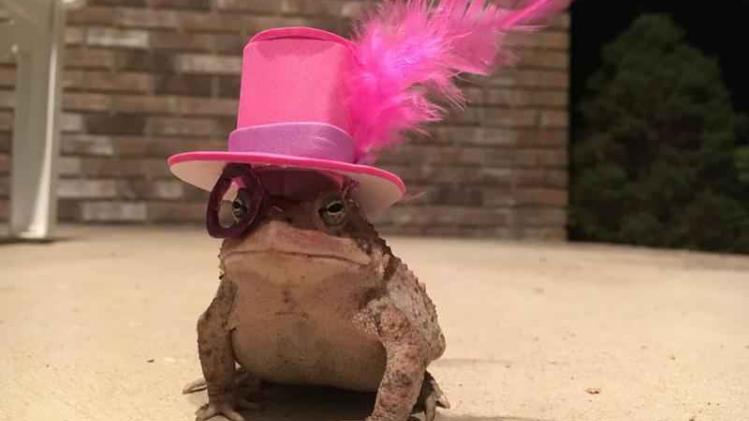 Mr. Toad mét hoed