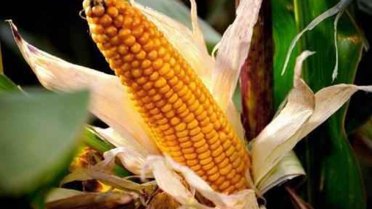 Gentse wetenschappers ontdekken gen dat zaadopbrengst maïs verhoogt