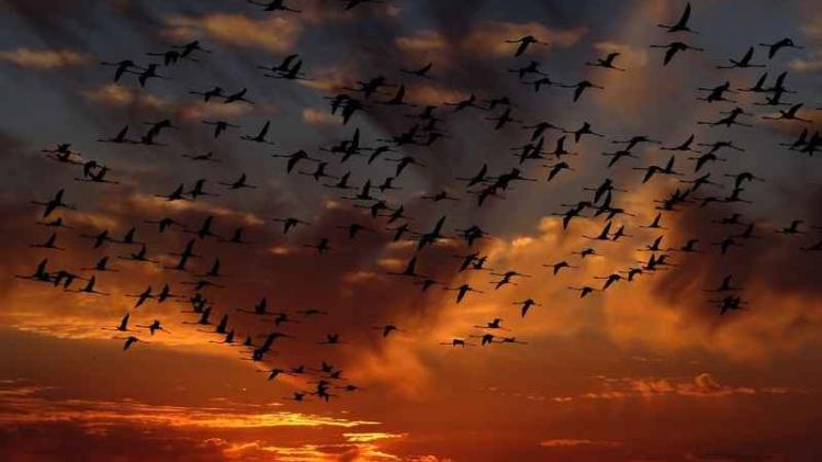 Zwerm flamingo's in de lucht