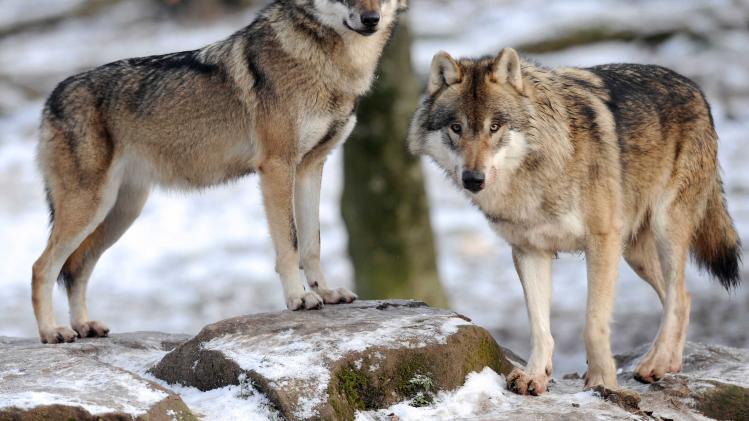 Wolves yawn contagiously, too, study finds