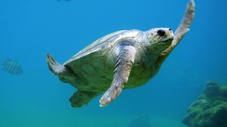 Schildpad die honderden muntstukken inslikte is toch nog overleden