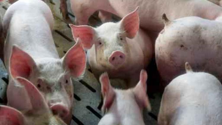 Animal Rights filmt "schokkende undercover beelden" in varkensslachthuis Tielt