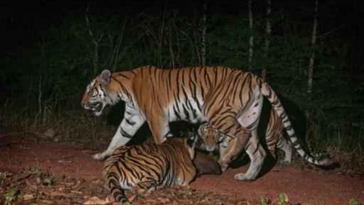 Nieuwe populatie van bijna uitgestorven tijgers ontdekt in Thailand