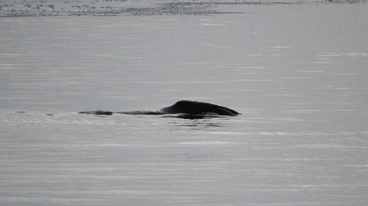 Unieke Groenlandse walvis voor kust van Raversijde