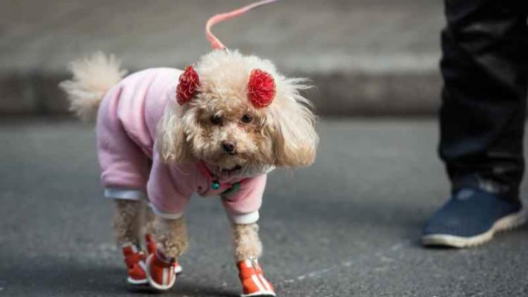 Een modieuze hond in de straten van Shanghai