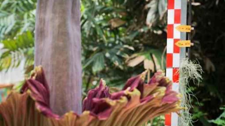 Plantentuin Meise verwacht binnenkort twee bloeiende reuzenaronskelken