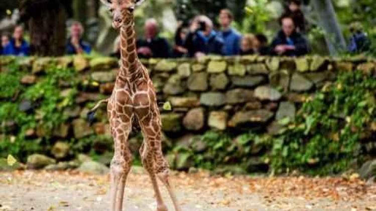 Man verliest teelbal bij poging om binnen te sluipen in dierentuin van Amsterdam