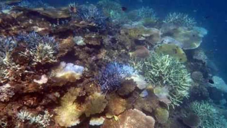 Verbleking Great Barrier Reef kan 750 miljoen dollar kosten
