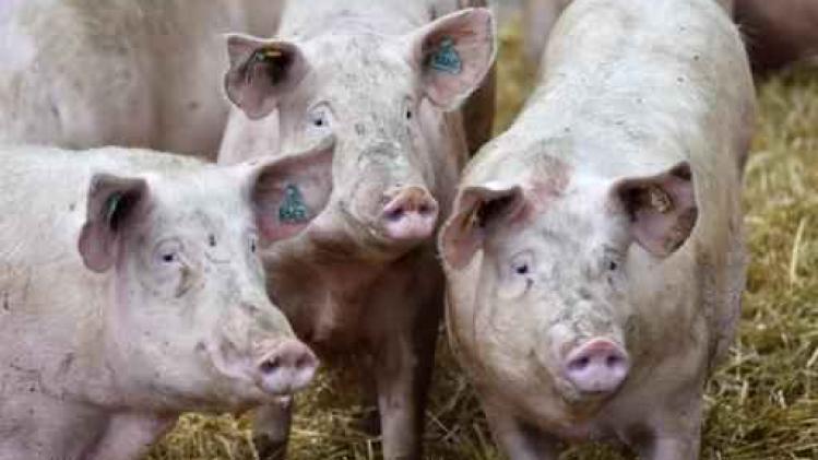 Ruim kwart varkensboeren wil stoppen