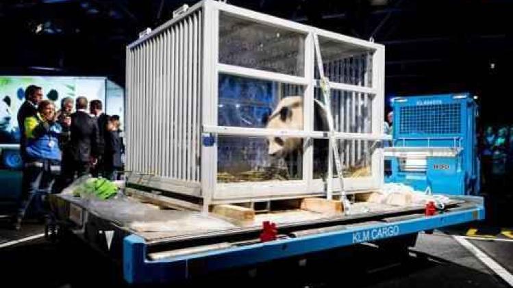 Reuzenpanda's "heel tevreden" in Nederland