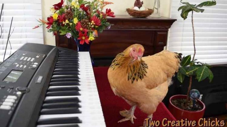 Deze hen is een heuse pianovirtuoos en waagt zich zelfs aan aria's