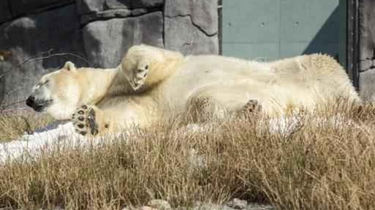 IJsberen in Kopenhaagse zoo voor het eerst samengezet