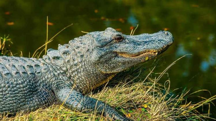 Politie snelt naar gevallen man, maar vindt kleine alligator