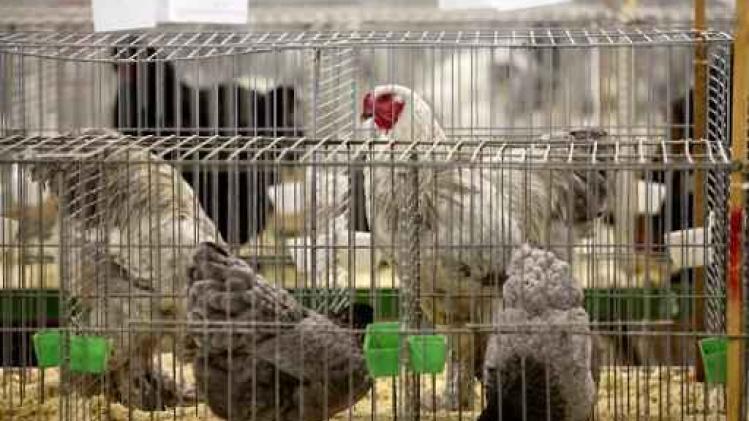 Vogelgriep - Ophokregeling voor professionele pluimveehouders wordt opgeheven