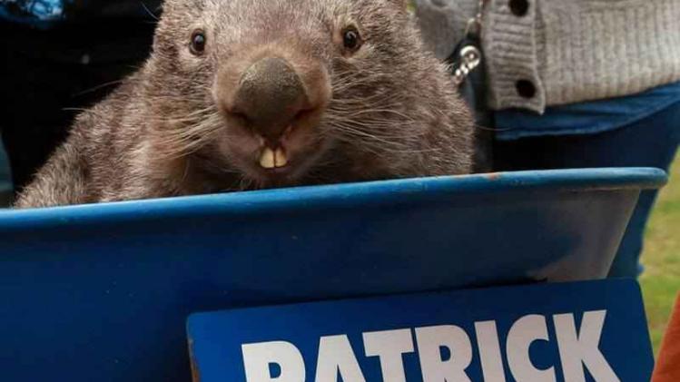 's Werelds oudste wombat is overleden