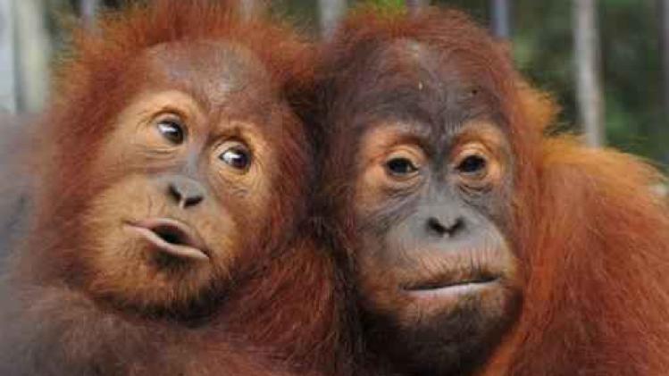 Nieuwste attractie in Pairi Daiza: drie Sumatraanse orang-oetans