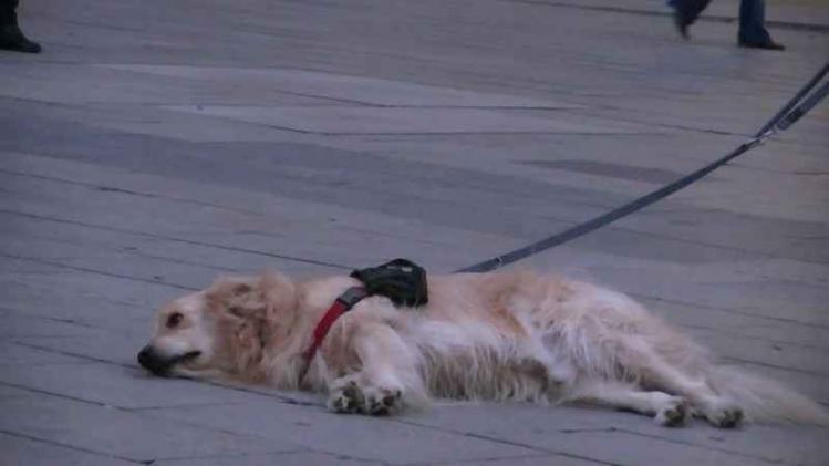 Hond weigert te vertrekken voordat straatmuzikant klaar is met lied