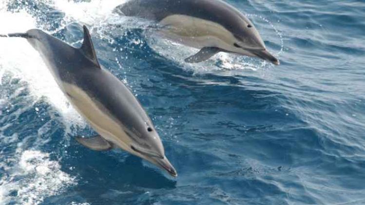 Gewone dolfijnen