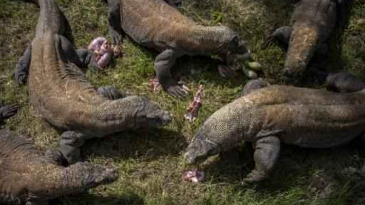 Komodovaraan valt toerist aan in Indonesisch natuurpark