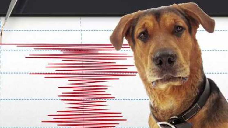 animal earthquake