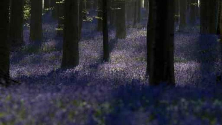 Populariteit van hyacinten in Hallerbos neemt nog toe
