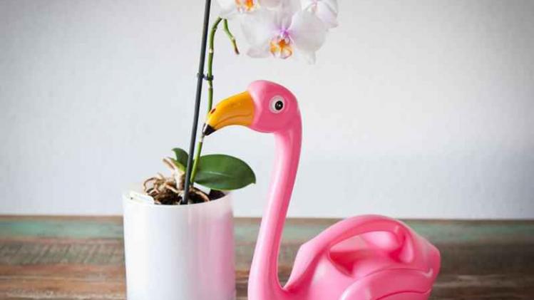 FlamingoGieter