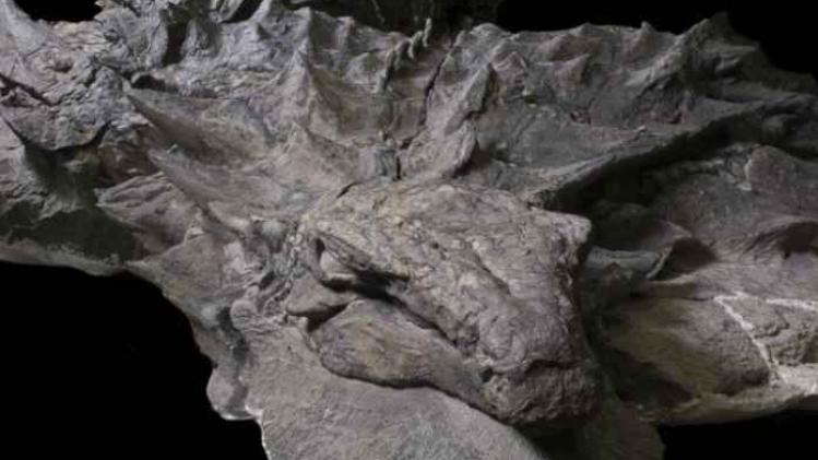 Canadees museum onthult goed bewaarde dinosaurus