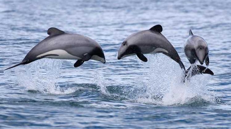 12-MEX-dolphins.jpg