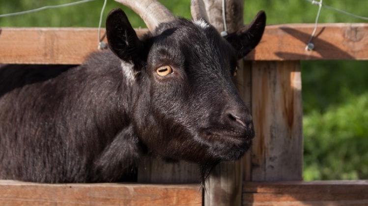 domestic-goat-capra-aegagrus-hircus-goat-animal-64029
