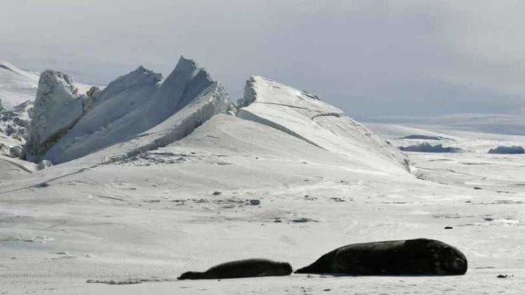 Antarctica wordt groener