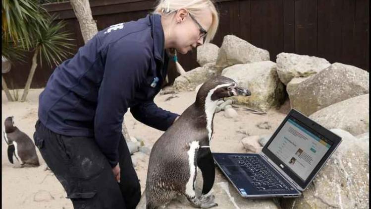 pinguïn zoekt levenspartner reddit