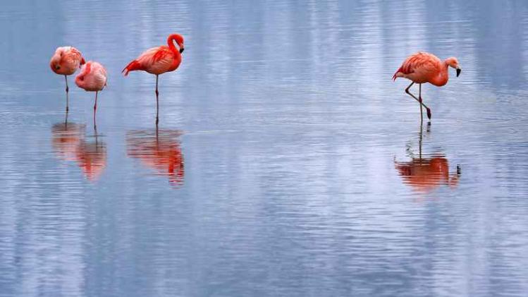 Daarom staan flamingo's zo vaak op één been