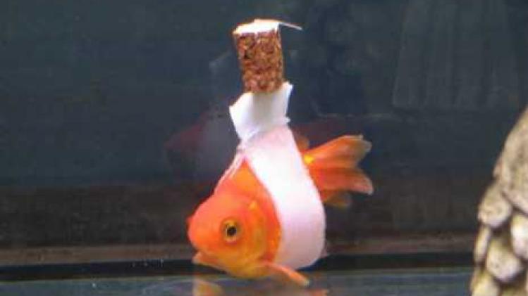 wheelchair goldfish