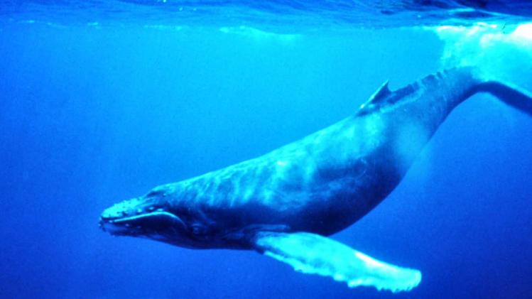 blue-whale-qed